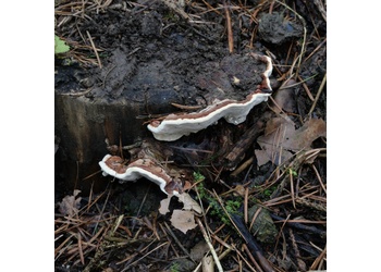 Gemeiner Wurzelschwamm (Heterobasidion annosum) - © Michaela und Gernot Friebes